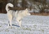 SIBERIAN HUSKY 437